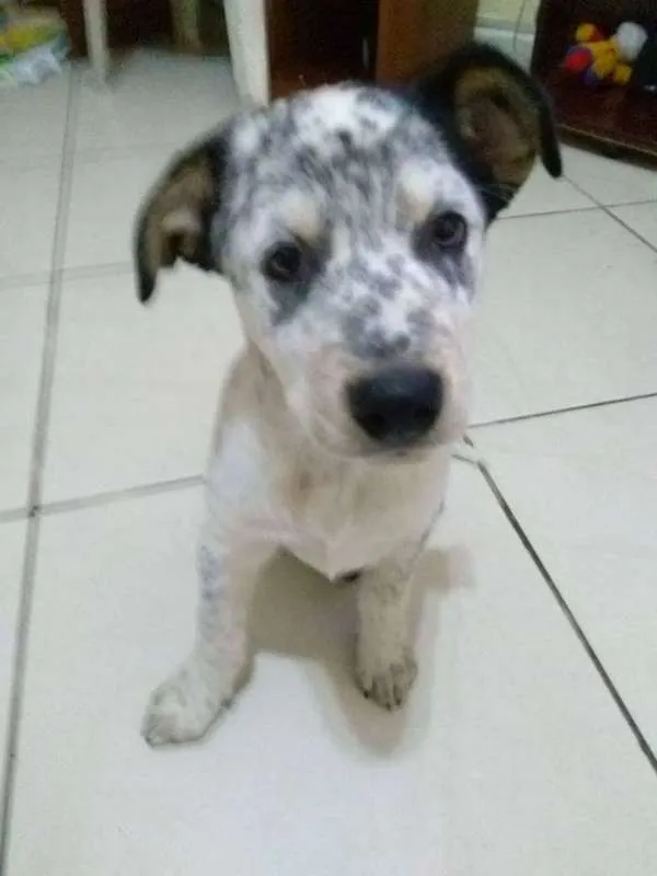 Cachorro ra a SND idade 7 a 11 meses nome Henk