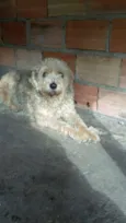 luly