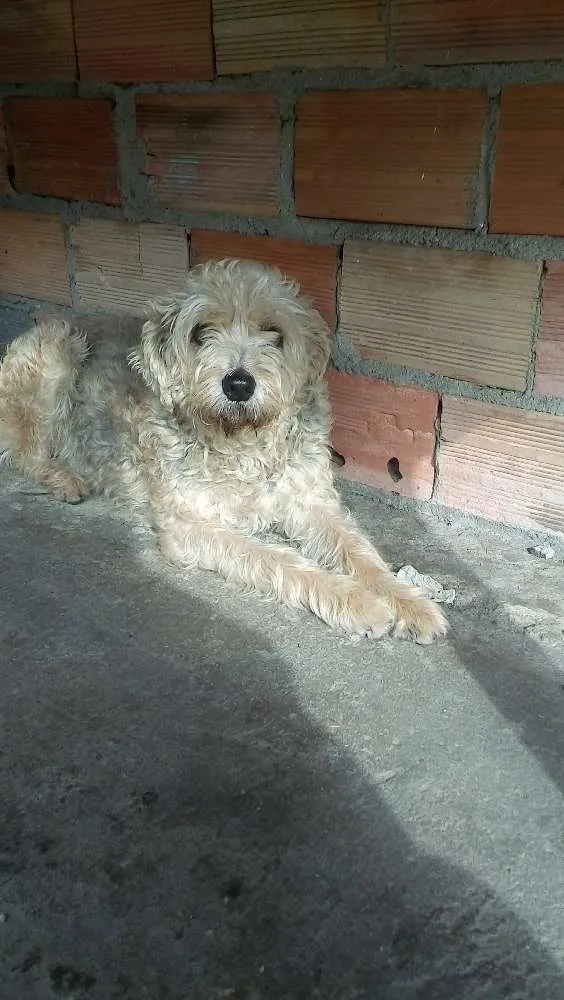 Cachorro ra a viralata mistiça com pooble idade 5 anos nome luly