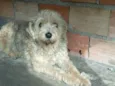 luly
