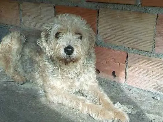 Cachorro ra a viralata mistiça com pooble idade 5 anos nome luly