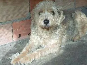 Cachorro raça viralata mistiça com pooble idade 5 anos nome luly