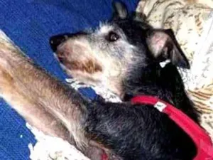 Cachorro raça Srd idade 6 ou mais anos nome Harpa