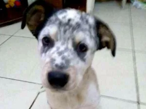 Cachorro raça SND idade 7 a 11 meses nome Henk