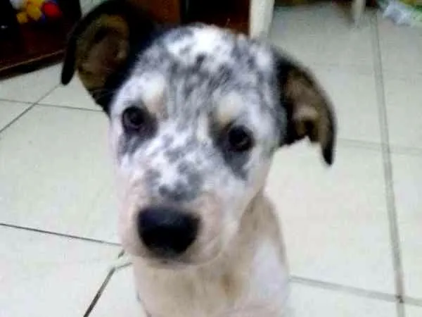 Cachorro ra a SND idade 7 a 11 meses nome Henk