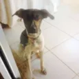 flexinha