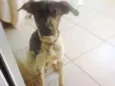 flexinha