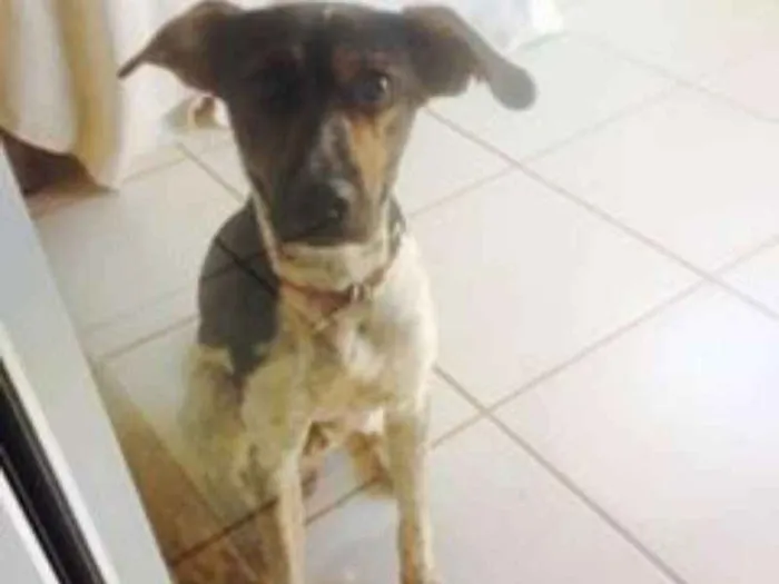 Cachorro ra a indefinida idade 3 anos nome flexinha
