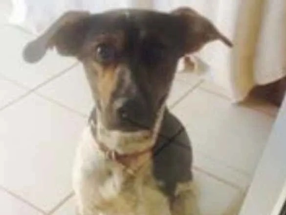 Cachorro ra a indefinida idade 3 anos nome flexinha