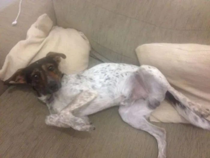 Cachorro ra a indefinida idade 3 anos nome flexinha