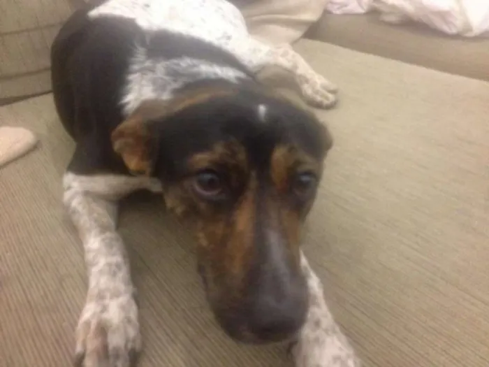 Cachorro ra a indefinida idade 3 anos nome flexinha