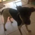 flexinha