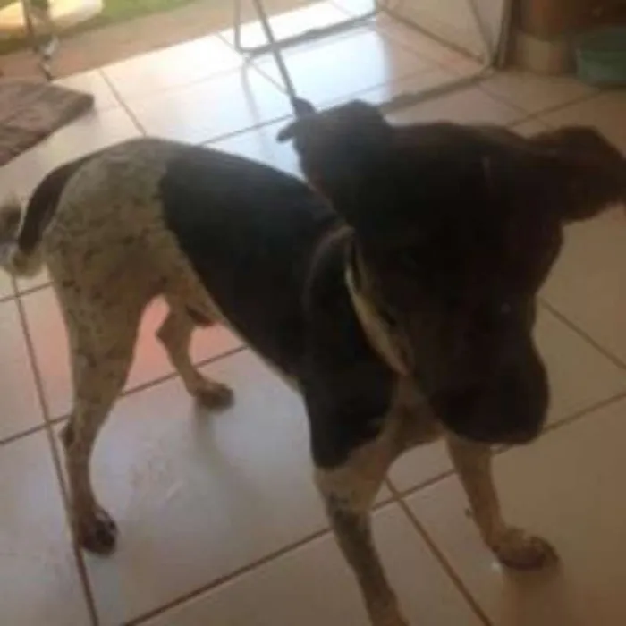 Cachorro ra a indefinida idade 3 anos nome flexinha