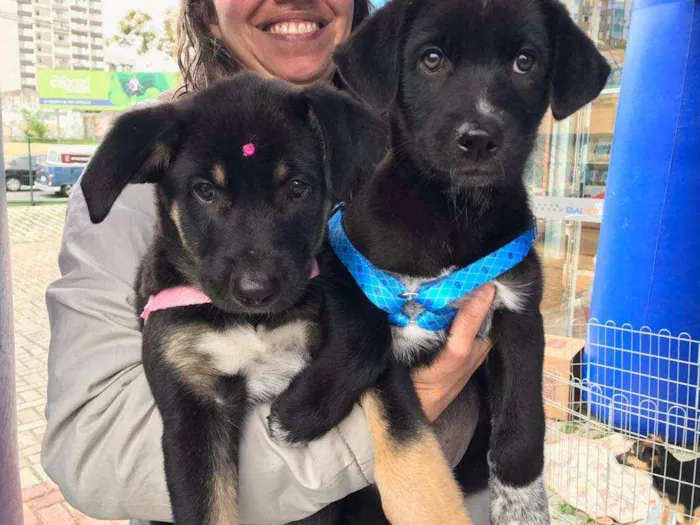 Cachorro ra a SRD idade 2 a 6 meses nome FILHOTES PARA ADOÇÃO