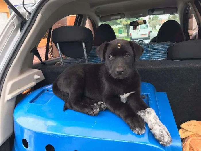 Cachorro ra a SRD idade 2 a 6 meses nome FILHOTES PARA ADOÇÃO