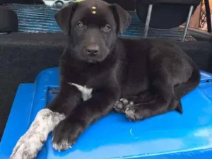 Cachorro raça SRD idade 2 a 6 meses nome FILHOTES PARA ADOÇÃO