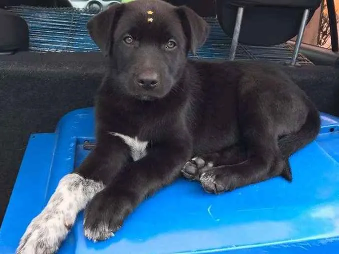 Cachorro ra a SRD idade 2 a 6 meses nome FILHOTES PARA ADOÇÃO