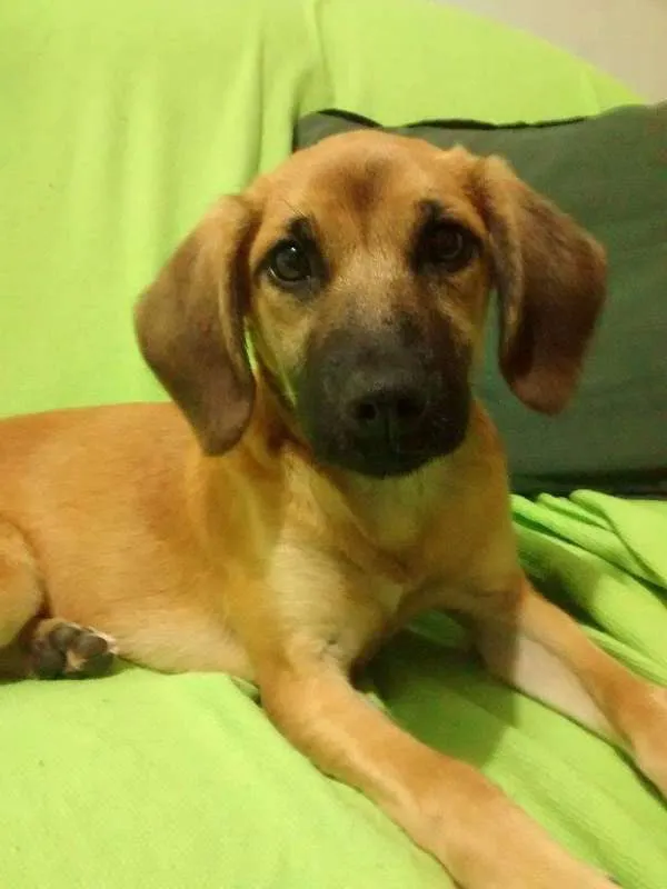 Cachorro ra a  idade 2 a 6 meses nome Sansa