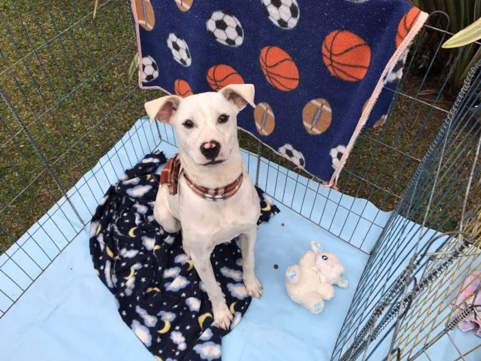 Cachorro ra a SRD idade 7 a 11 meses nome PITOCO PARA ADOÇÃO 