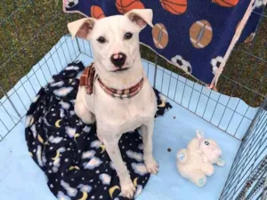 Cachorro raça SRD idade 7 a 11 meses nome PITOCO PARA ADOÇÃO 