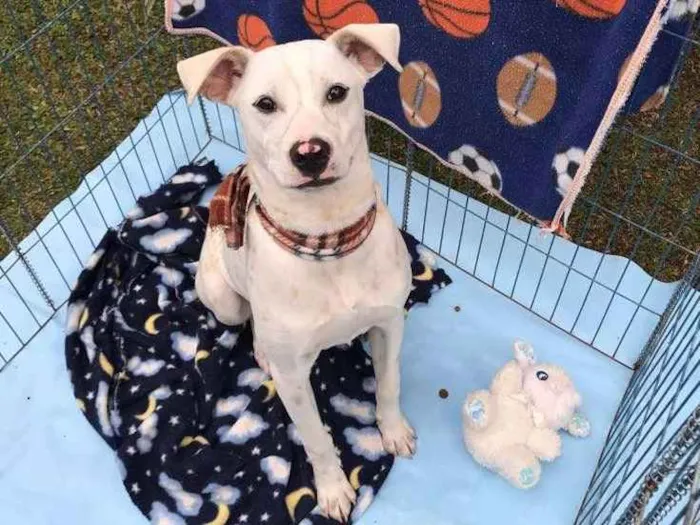 Cachorro ra a SRD idade 7 a 11 meses nome PITOCO PARA ADOÇÃO 