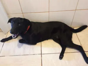 Cachorro raça Golden com labrador idade 2 anos nome Thor