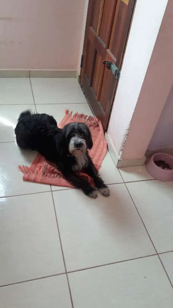 Cachorro ra a poodle idade 1 ano nome Kika 