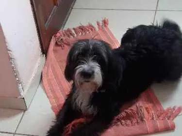 Cachorro ra a poodle idade 1 ano nome Kika 