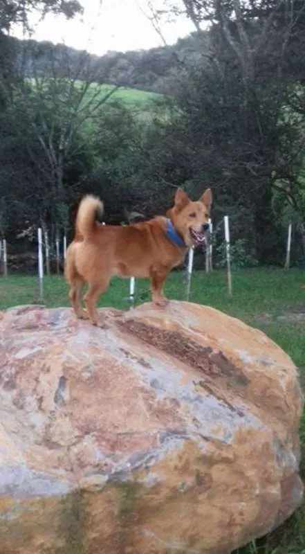 Cachorro raça Mistura Chow chow/pastor alemã idade 7 a 11 meses nome Zeus