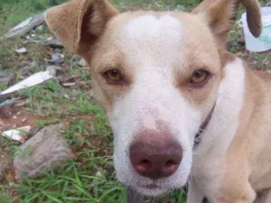 Cachorro raça Srd idade 2 anos nome Zeus