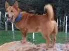 Cachorro raça Mistura Chow chow/pastor alemã idade 7 a 11 meses nome Zeus