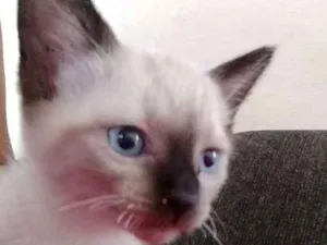 Gato raça SRD idade 2 a 6 meses nome Anneli