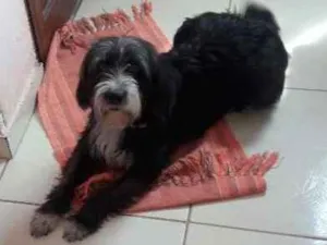 Cachorro raça poodle idade 1 ano nome Kika 
