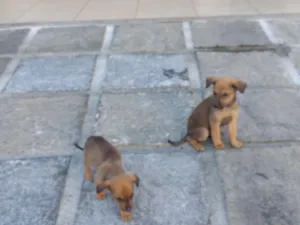 Cachorro raça Vira-lata idade Abaixo de 2 meses nome Marrie e Peter