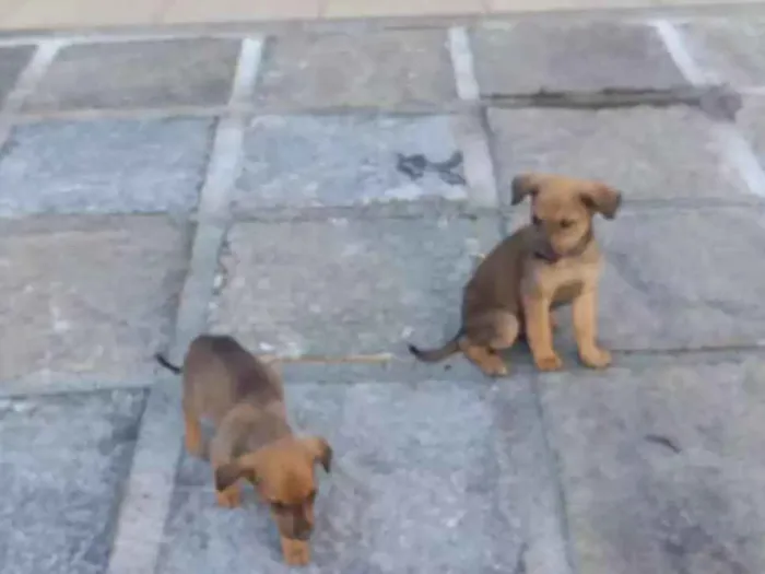 Cachorro raça Vira-lata idade Abaixo de 2 meses nome Marrie e Peter
