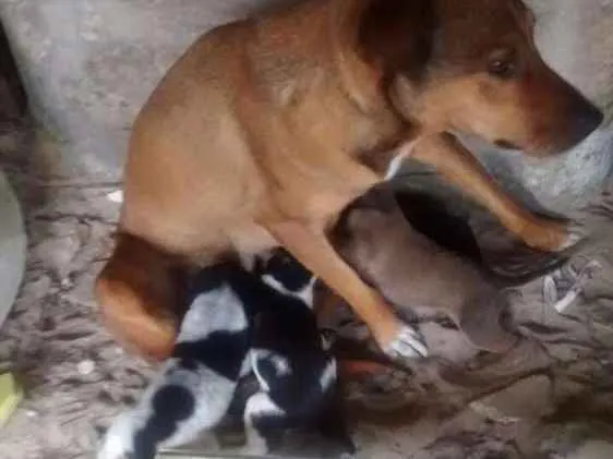 Cachorro ra a Vira lata idade Abaixo de 2 meses nome Sem nome