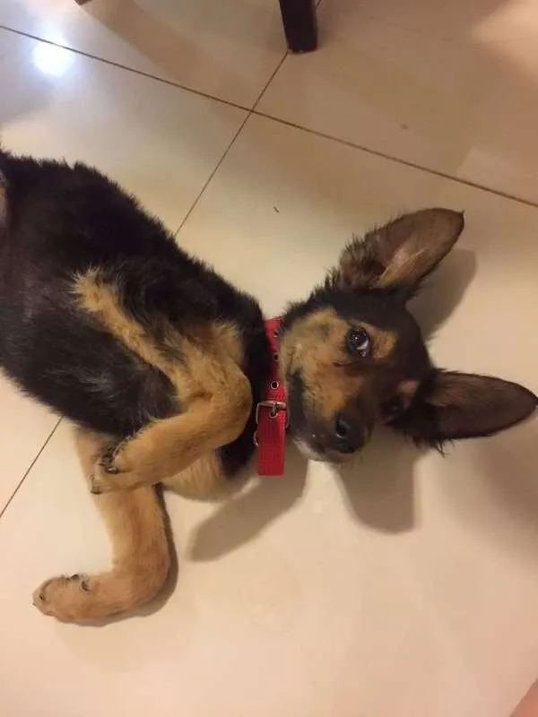 Cachorro ra a Vira Lata idade 2 a 6 meses nome Costela