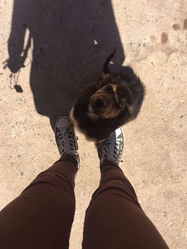 Cachorro ra a Vira Lata idade 2 a 6 meses nome Costela
