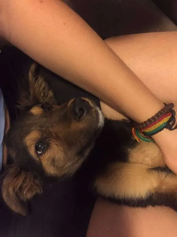 Cachorro ra a Vira Lata idade 2 a 6 meses nome Costela