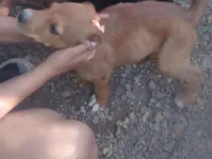Cachorro raça Vira lata idade 2 a 6 meses nome Scooby,costelinha,barbudo
