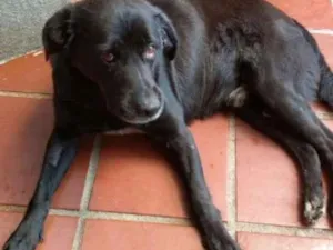 Cachorro raça labrador idade 5 anos nome Thor