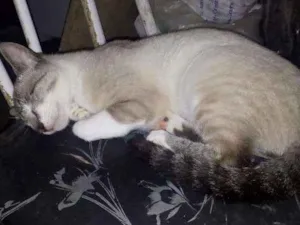 Gato raça Siamês idade 7 a 11 meses nome Não tem nome