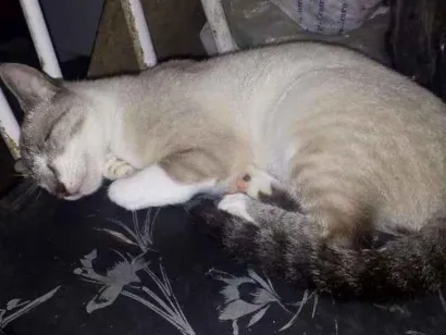 Gato raça Siamês idade 7 a 11 meses nome Não tem nome