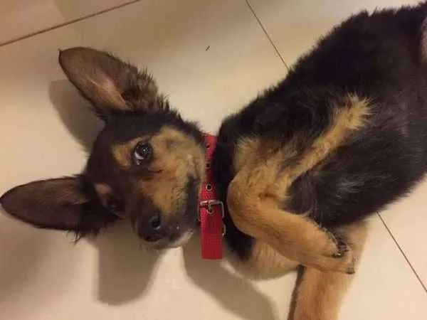 Cachorro ra a Vira Lata idade 2 a 6 meses nome Costela