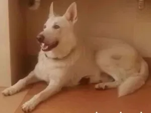 Cachorro raça Pastor Alemão idade 6 ou mais anos nome Dunga