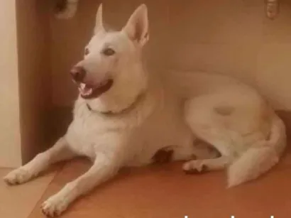 Cachorro raça Pastor Alemão idade 6 ou mais anos nome Dunga