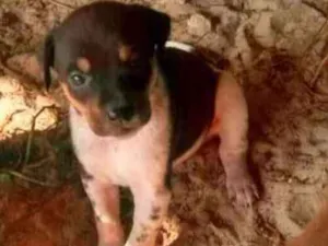 Cachorro raça Vira lata idade Abaixo de 2 meses nome Sem nome