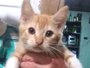 Gato raça  idade 2 a 6 meses nome 3 gatos sem nome ainda