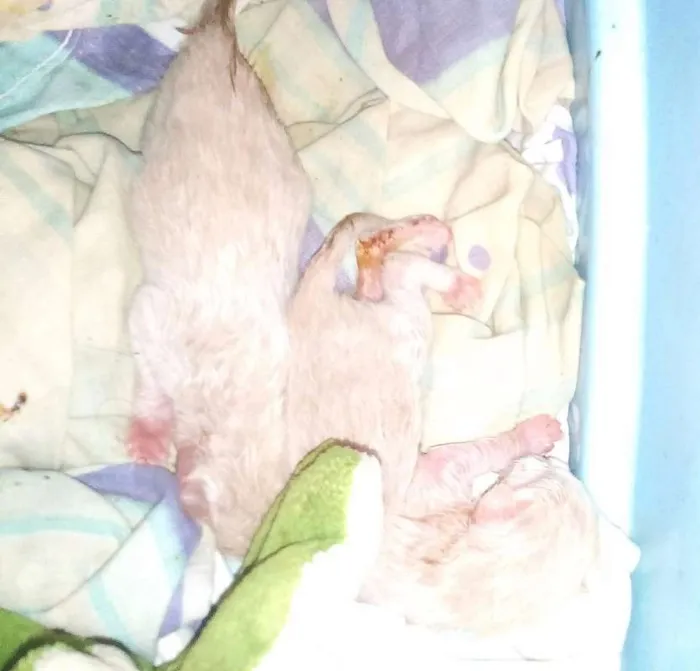 Gato raça Mestiço idade Abaixo de 2 meses nome Recém nascido