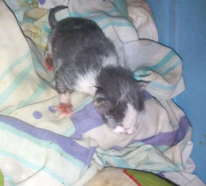 Gato raça Mestiço idade Abaixo de 2 meses nome Recém nascido
